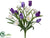 Tulip, Crocus Bush - Purple Lavender - Pack of 12