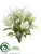 Queen Anne's Lace, Astilbe Bush - Green Cream - Pack of 12