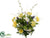 Cosmos, Daisy, Lavender Bush - White Yellow - Pack of 12