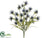 Pulsatilla, Grass Bush - Blue - Pack of 12