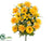Camellia, Daisy Bush - Yellow - Pack of 6