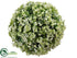 Silk Plants Direct Blossom Orb - Green Light - Pack of 12