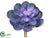 Echeveria Pick - Purple - Pack of 12