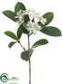 Silk Plants Direct Stephanotis Pick - White - Pack of 12