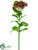 Silk Plants Direct Sedum Pick - Burgundy Green - Pack of 12