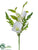 Magnolia, Queen Anne's Lace Pick - White - Pack of 12