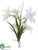 Freesia Corsage - White Pearl - Pack of 12