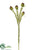 Mini Allium Spray - Green Brown - Pack of 12