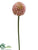 Allium Spray - Mauve - Pack of 12