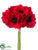 Anemone Bundle - Red - Pack of 12