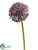 Allium Spray - Lavender - Pack of 12