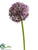 Allium Spray - Lavender - Pack of 12