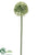 Allium Spray - Cream Green - Pack of 24