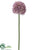 Allium Spray - Lavender - Pack of 24