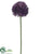 Allium Spray - Violet - Pack of 24
