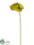 Anthurium Spray - Green Mauve - Pack of 12