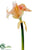 Amaryllis Spray - Salmon Two Tone - Pack of 6