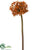Allium Spray - Orange Brown - Pack of 12
