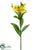 Alstroemeria Spray - Yellow Gold - Pack of 12