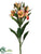 Alstroemeria Spray - Yellow Pink - Pack of 12