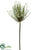 Spider Allium Spray - Cream - Pack of 6
