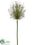 Spider Allium Spray - Purple - Pack of 6