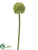 Allium Spray - Green Light - Pack of 24