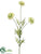 Berry Allium Spray - Cream Green - Pack of 12