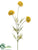 Berry Allium Spray - Yellow Green - Pack of 12