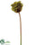 Allium Spray - Green - Pack of 12