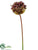 Allium Spray - Purple Green - Pack of 12