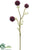 Allium Spray - Burgundy - Pack of 12
