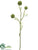 Allium Spray - Cream Green - Pack of 12