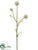 Allium Spray - Cream White - Pack of 12