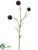 Allium Spray - Purple - Pack of 12