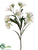 Alstroemeria Spray - White - Pack of 12