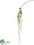 Amaranthus Spray - Green - Pack of 12