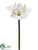 Amaryllis Spray - White - Pack of 12