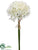 Agapanthus Bundle - Cream White - Pack of 12