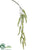 Amaranthus Hanging Spray - Green Light - Pack of 12