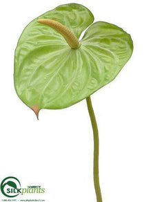 Anthurium Spray - Green - Pack of 24