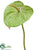 Anthurium Spray - Green - Pack of 24