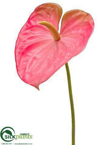 Anthurium Spray - Pink Green - Pack of 24