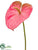 Anthurium Spray - Pink Green - Pack of 24