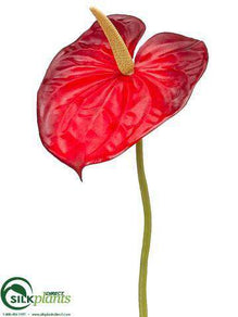 Anthurium Spray - Red - Pack of 24