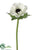 Anemone Spray - Cream Black - Pack of 12