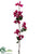 Bougainvillea Spray - Rubrum - Pack of 12