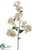 Bougainvillea Spray - White - Pack of 6