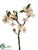 Apple Blossom Spray - Cream Coral - Pack of 12