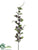 Berry Spray - Lavender Two Tone - Pack of 12